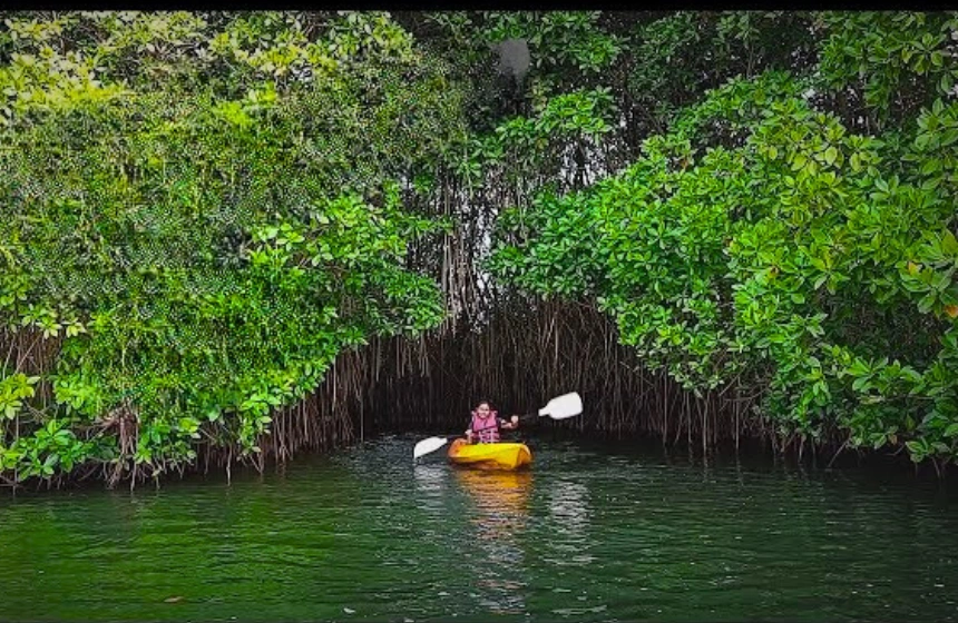 varkla - mangrove forest tours in monsoon with unimoni travel and holidays