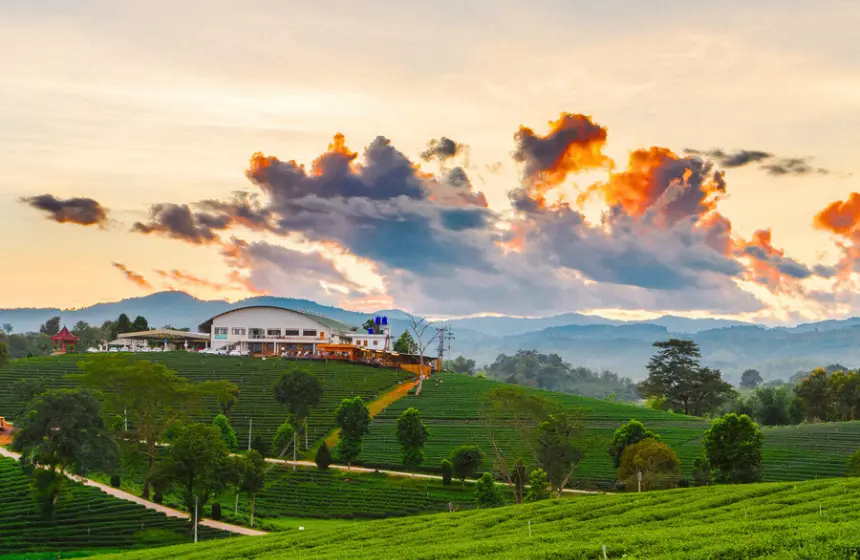 Orange Valley Tea Estate - Darjeeling-West Bengal Tourism - Unimoni Travel and Holidays