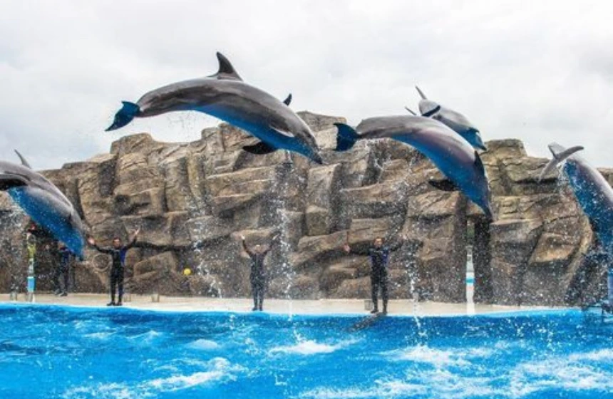 Visit Batumi Dolphinarium with unimoni Travel and Holidays